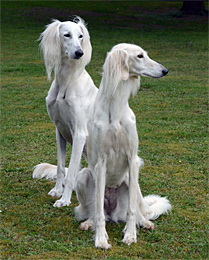 CH Chaliman Sawahin + CH Dakira Sawahin, Foto D.Hintzenberg-Freisleben