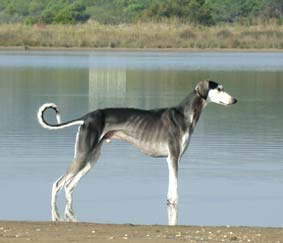 Saluki Xander Sawahin, Foto: D.Hintzenberg-Freisleben