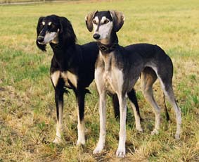 Saluki CH Tashari Sawahin + CH Villymona Sawahin, Foto: D.Hintzenberg-Freisleben