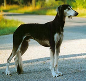 Saluki Multi-Ch Tassilo Sawahin, Foto: D.Hintzenberg-Freisleben