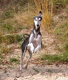 Saluki CH Villymona Sawahin, Foto: Michael Behrmann