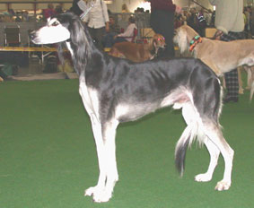 Saluki CH Vishnu Sawahin, Foto: D.Hintzenberg-Freisleben