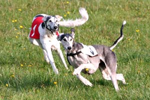 Saluki mit weisser Renndecke CH Xahra Tachibana Sawahin, Foto: D.Hintzenberg-Freisleben