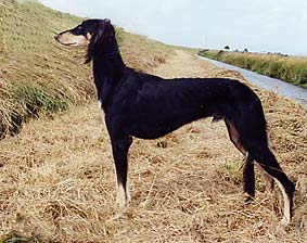 Saluki YBliss Meltem Sawahin, Foto: Bettina Krause