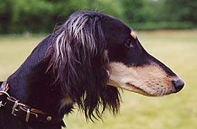 Saluki YBliss Meltem Sawahin, 1Jahr,  Foto: D.Hintzenberg-Freisleben