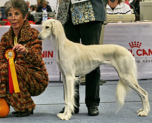 EUKANUBA World Challenge Champion 2008 CH Dakira Sawahin, Foto: Bettina Zinn