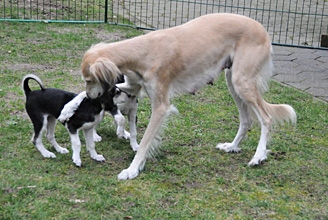 Sawahin Salukis Foto: D.Hintzenberg-Freisleben