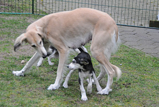 Sawahin Salukis Foto: D.Hintzenberg-Freisleben