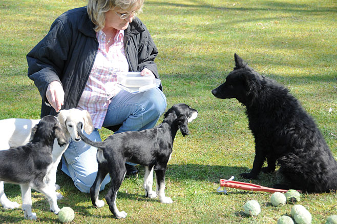 Foto: D.Hintzenberg-Freisleben, Mudi mit Sawahin Saluki-Welpen 2010