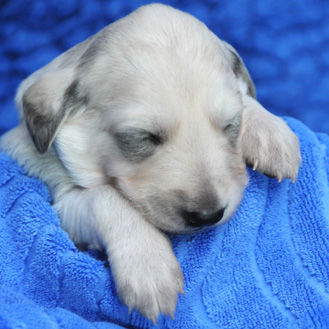 Sawahin Saluki-Welpen, 2 Wochen alt, J-Wurf, Foto: D.Hintzenberg-Freisleben