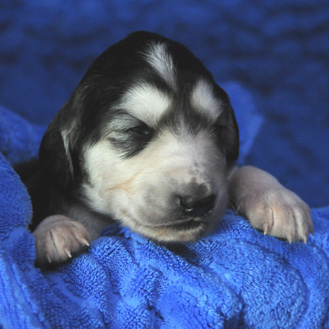 Sawahin Saluki-Welpen, 2 Wochen alt, J-Wurf, Foto: D.Hintzenberg-Freisleben