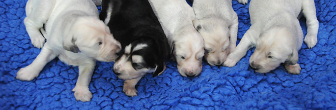 Sawahin Saluki-Welpen, 2 Wochen alt, J-Wurf, Foto: D.Hintzenberg-Freisleben