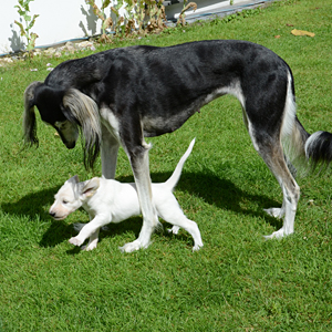 Sawahin Salukis, K-Wurf, 4 Wochen alt, Foto: D.Hintzenberg-Freisleben